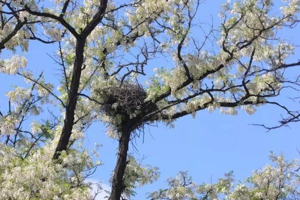 喜鹊飞进教室叼走女生耳机后又还回，喜鹊到底是种怎样的生物？