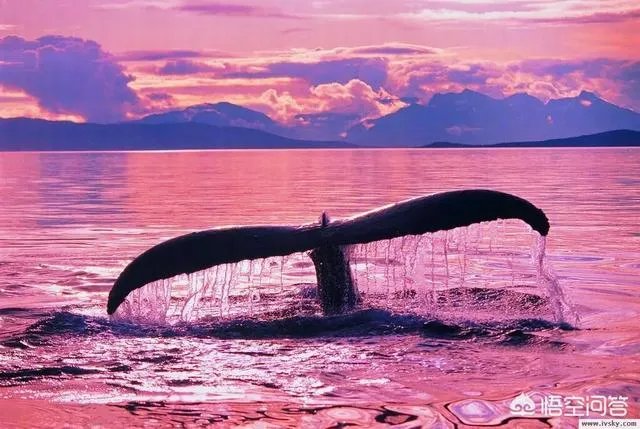 如何看待日本宣布退出国际捕鲸协会？日本为何非要商业捕鲸？