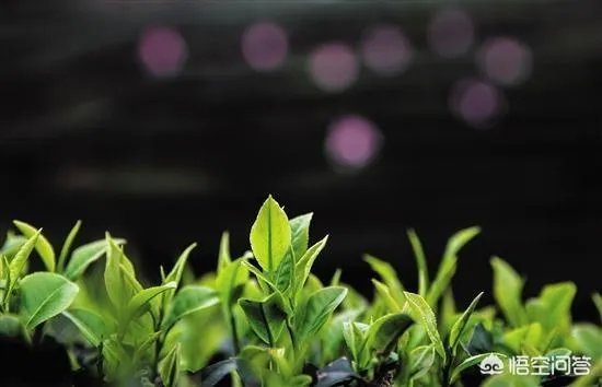 中国茶叶连锁店遍地开花，如何抓住客户？