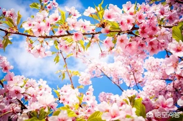 南京鸡鸣寺的樱花什么季节开？