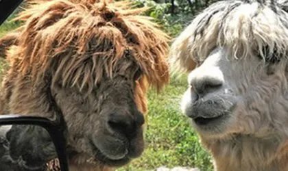 羊驼,究竟是羊还是驼