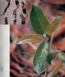 谁有中草药名称和图片大全