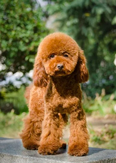 十大名犬分别是哪些品种的?