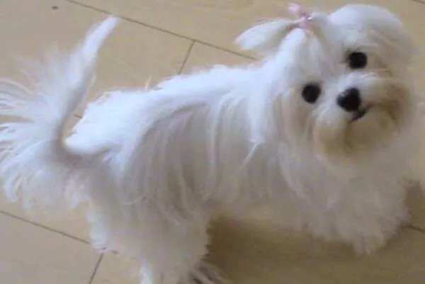 小型犬品种大全