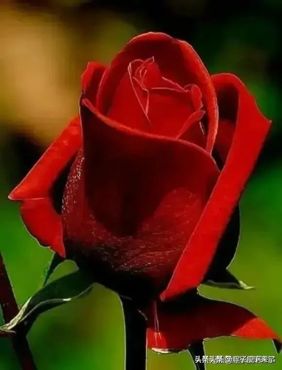 有女朋友但还是很想去了解另一个女孩正常吗？