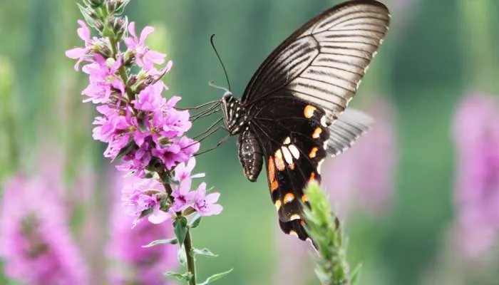 庄周梦蝶的真正寓意是什么