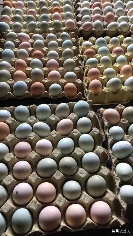 养绿壳蛋鸡有前景吗?有什么好建议?