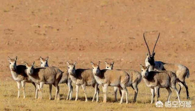 为什么老虎不是虎科动物而是猫科动物？