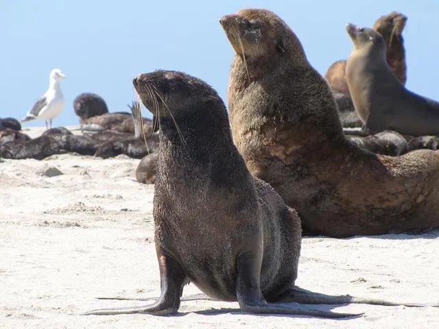 海豹海狮海豚的区别图片？