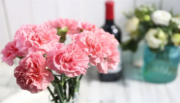 康乃馨怎么养 康乃馨的养殖方法