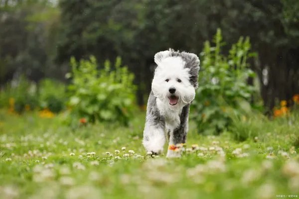 古牧幼犬的照顾要点都有什么呢？