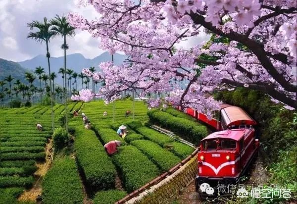 台湾的阿里山有什么传说吗？