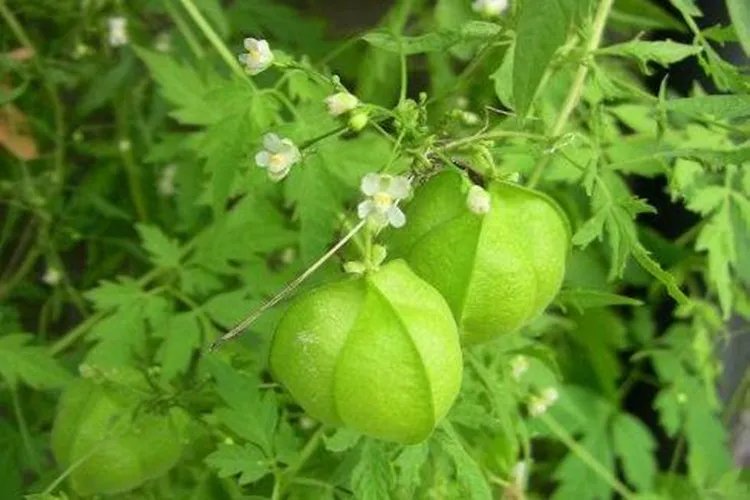 三角泡草的图片