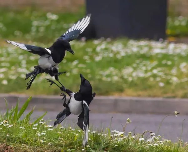 喜鹊飞进教室叼走女生耳机后又还回，喜鹊到底是种怎样的生物？