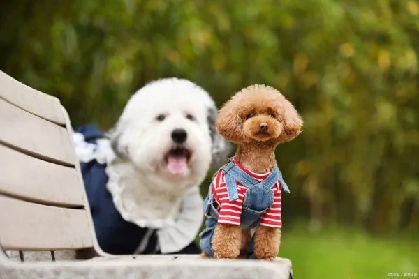 古牧幼犬的照顾要点都有什么呢？