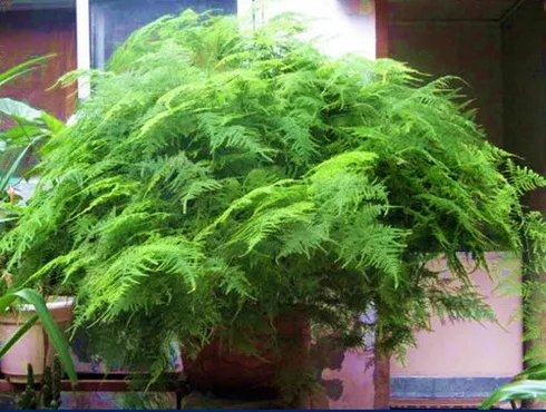 盆栽植物图片及名称？