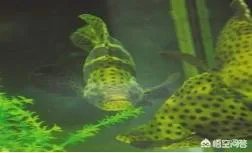 如何饲养点篮子鱼？