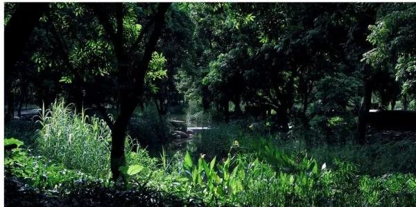 生意葱茏是什么意思？