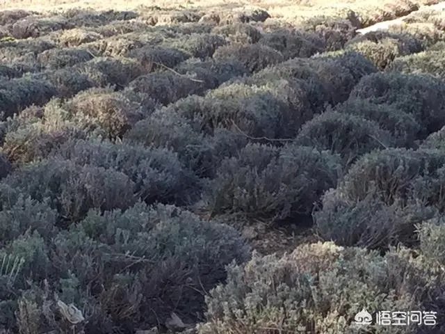 囙个是什么字？