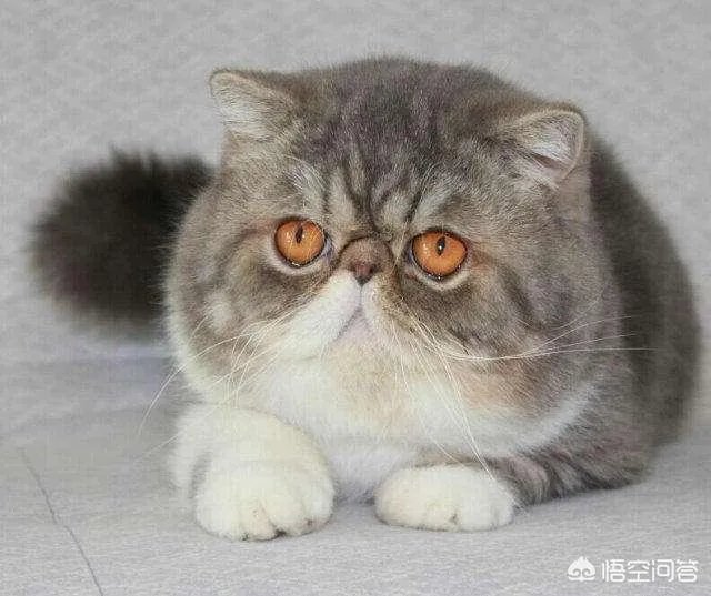 异短吃什么会变重，异短吃什么补充营养？