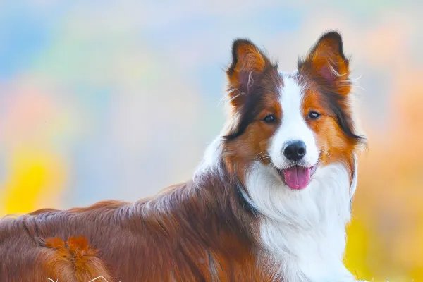 十大名犬分别是哪些品种的?