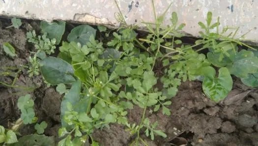 白花碎米荠的功效与作用