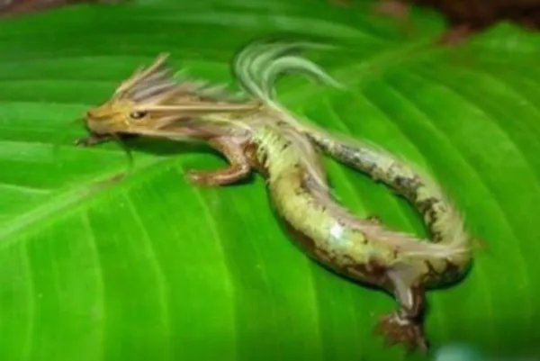 06年真龙吃人的照片在网络上流传的沸沸扬扬，真的有龙吗？