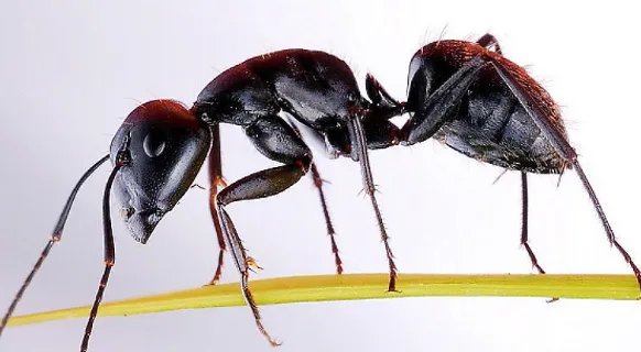 蚂蚁蚂蚁 张楚讲的是什么意思