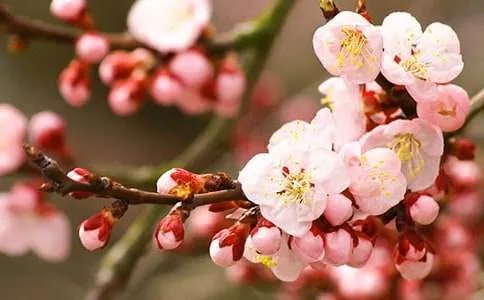 我心中的桃花源作文