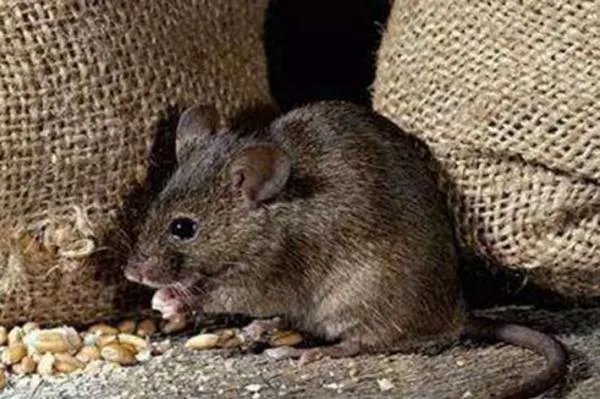 江西大余全民灭鼠一只奖励5元，野生老鼠跟养殖老鼠有何区别？
