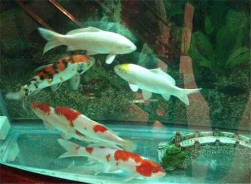 家里养什么鱼风水好 你家鱼养对了吗