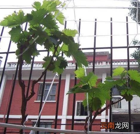 怎样种葡萄视频教程 种植方法 家庭怎么种盆栽葡萄