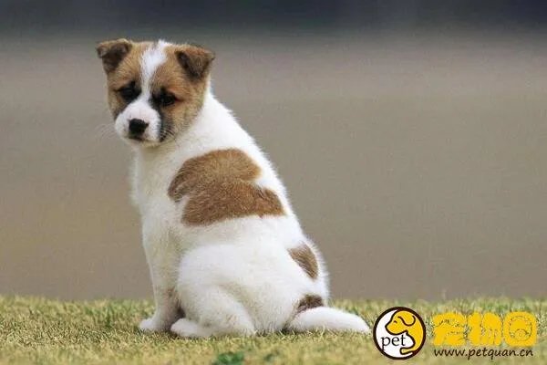 狗吃人事件是真是假,与主人关系越好越容易吃主人尸体