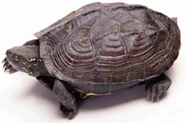 金钱龟的价格？