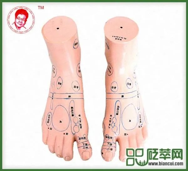 杨奕足疗反射区图解