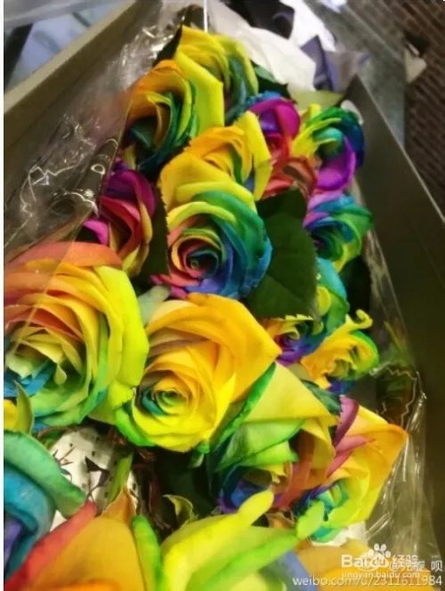 网上订购鲜花哪里好