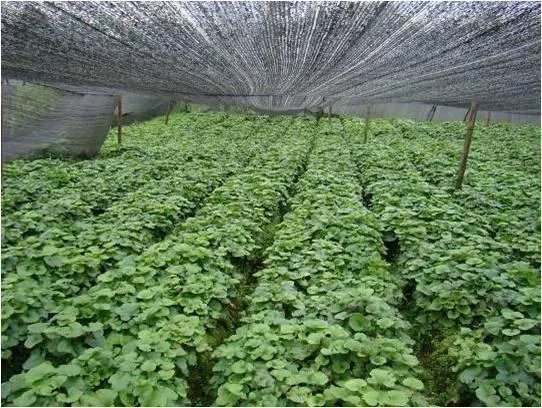 日本料理中的“瓦萨比”到底是什么？山葵和芥末是一种东西吗？