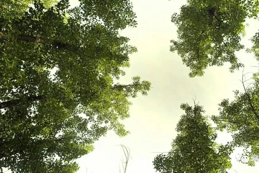 奇门遁甲电影1982国语