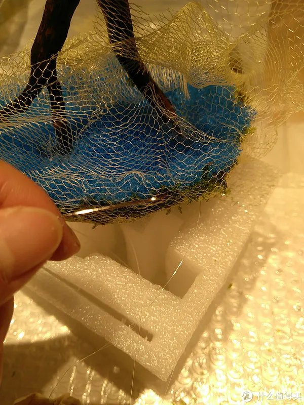 造景 篇一：小白也能玩草缸—聊一聊我的水草缸造景历程