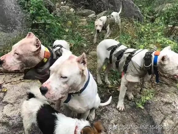 杜高与拉布拉多谁厉害？