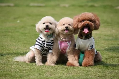 罗志祥经纪人小霜的小狗