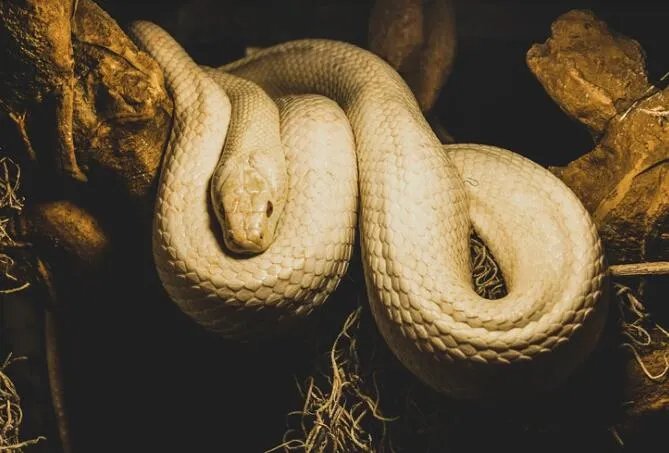 做梦梦见大白蛇是什么意思 做梦梦见大白蛇预兆什么