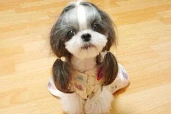 小型犬品种大全