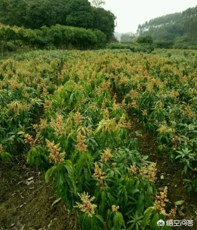 芒果是如何进行种植的？怎样用种子来育苗？