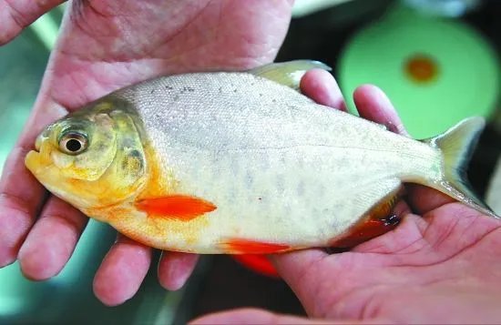 淡水白鲳的营养价值  淡水白鲳怎么做更营养