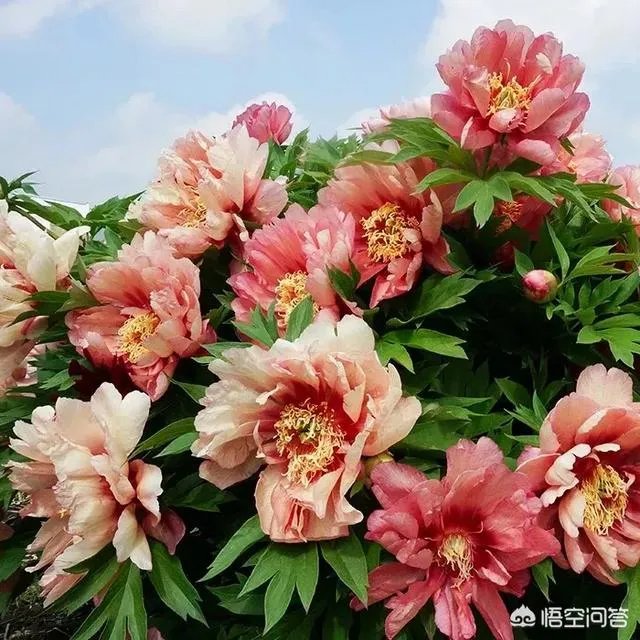 芍药春天怎么养？