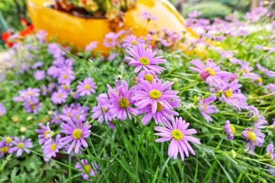 使用佳能微单M6是一种什么体验？