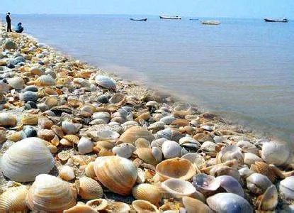 黄骅古贝壳堤自然保护区的旅游特色