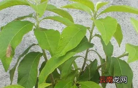 艾纳香的功效与作用