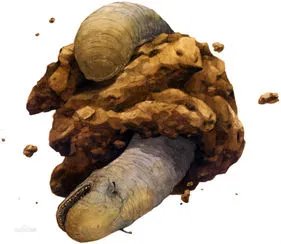 太空蛞蝓的资料